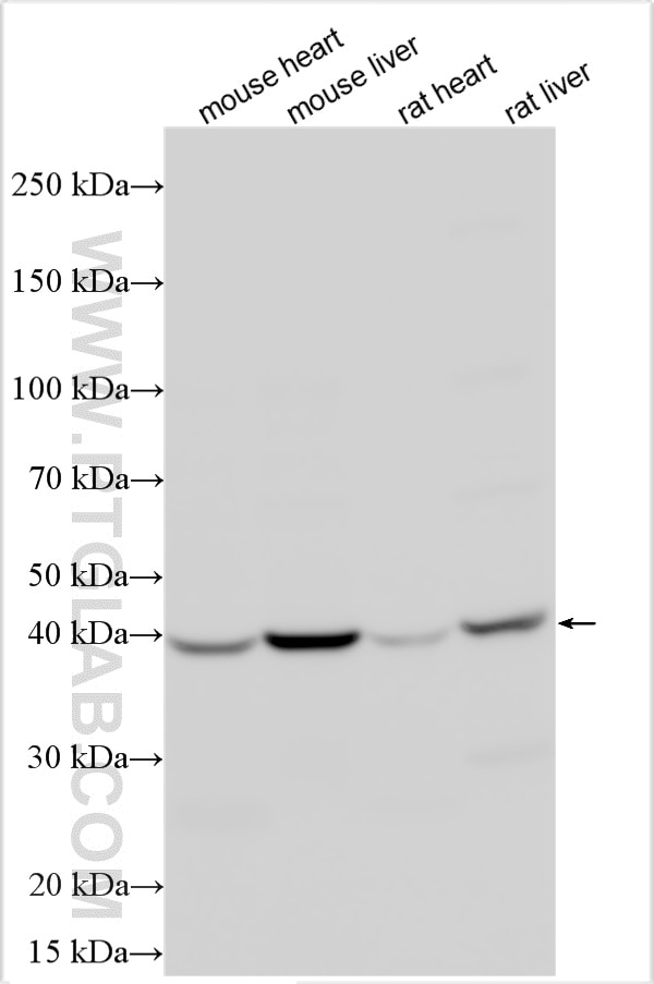 Western Blot (WB) analysis of various lysates using FECH Polyclonal antibody (14466-1-AP)