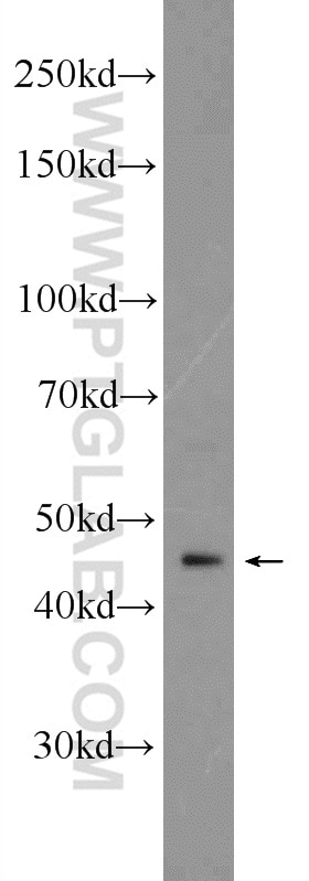 Western Blot (WB) analysis of human heart tissue using FECH Polyclonal antibody (14466-1-AP)