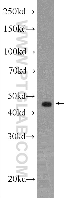 Western Blot (WB) analysis of K-562 cells using FECH Polyclonal antibody (14466-1-AP)