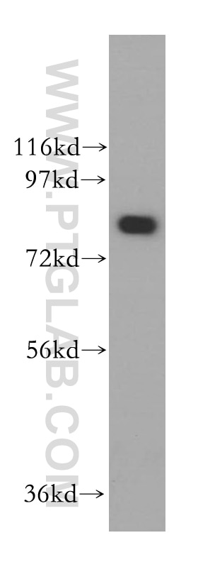 Western Blot (WB) analysis of U-937 cells using FEM1A Polyclonal antibody (15169-1-AP)