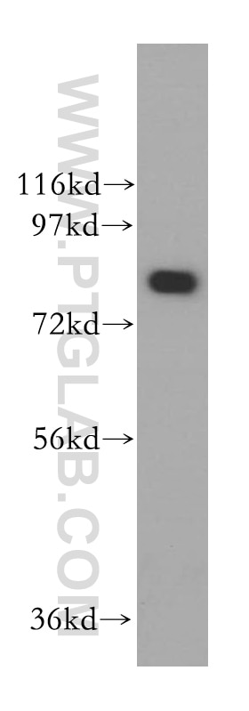 WB analysis of U-937 using 15169-1-AP