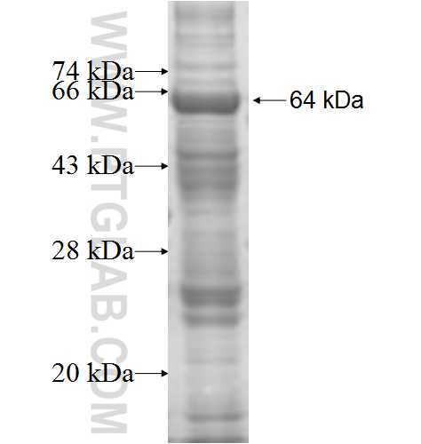 FEM1A fusion protein Ag7357 SDS-PAGE