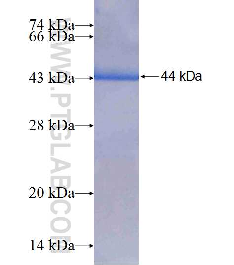 FEM1A fusion protein Ag7524 SDS-PAGE