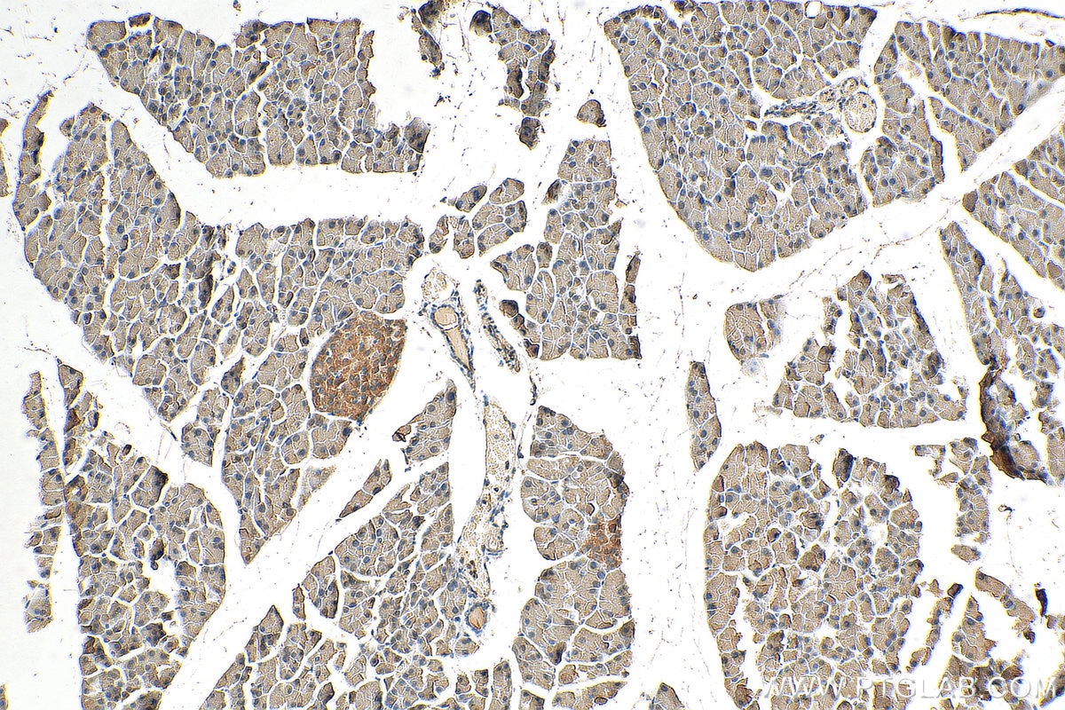 Immunohistochemistry (IHC) staining of mouse pancreas tissue using FEM1B Polyclonal antibody (19544-1-AP)