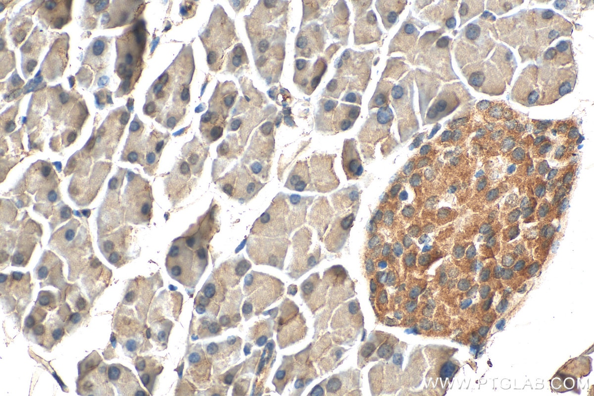 Immunohistochemistry (IHC) staining of mouse pancreas tissue using FEM1B Polyclonal antibody (19544-1-AP)