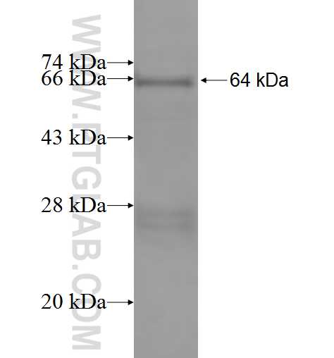 FEM1B fusion protein Ag1497 SDS-PAGE