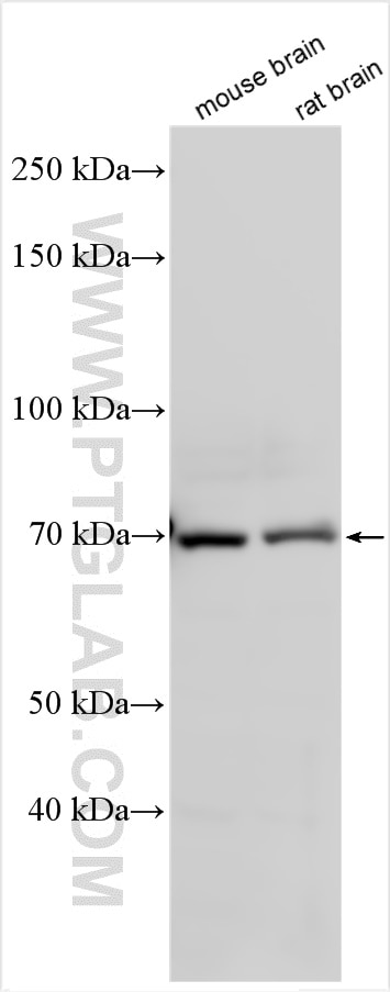 Western Blot (WB) analysis of various lysates using FEM1C Polyclonal antibody (14037-1-AP)