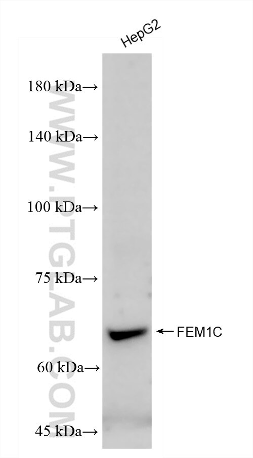 Western Blot (WB) analysis of HepG2 cells using FEM1C Recombinant antibody (83536-1-RR)