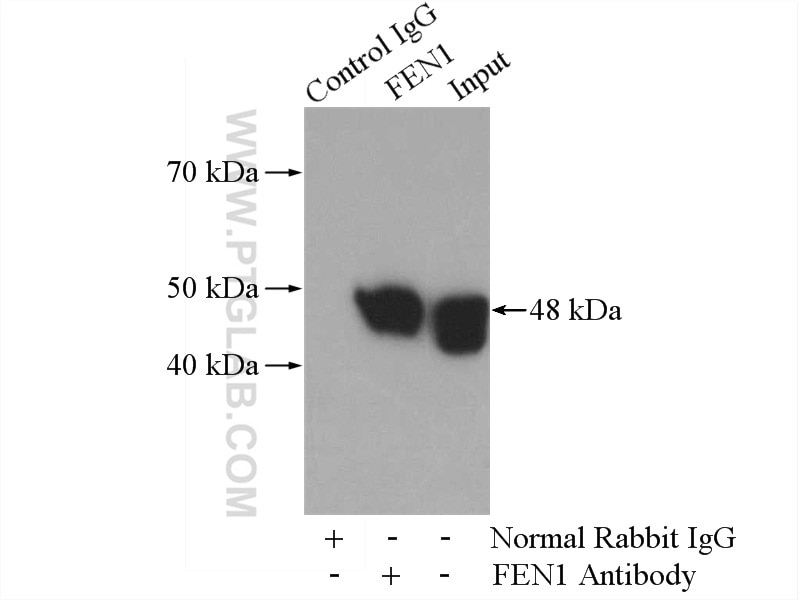 Immunoprecipitation (IP) experiment of NIH/3T3 cells using FEN1 Polyclonal antibody (14768-1-AP)