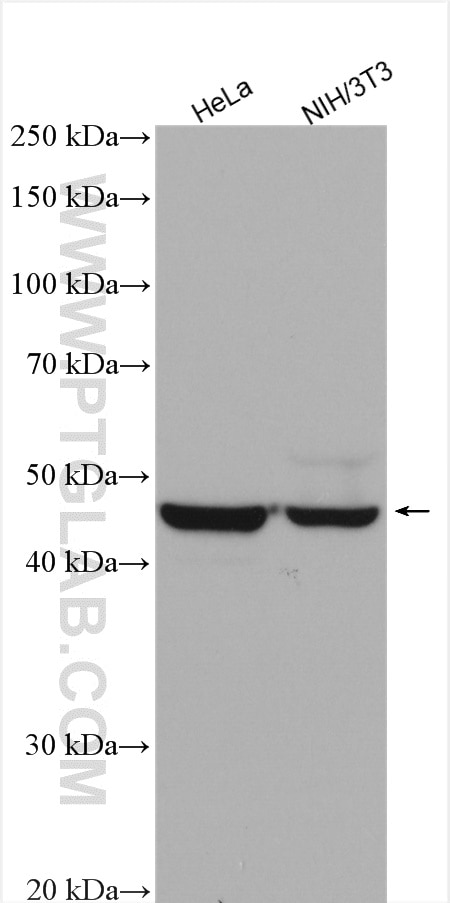 Western Blot (WB) analysis of various lysates using FEN1 Polyclonal antibody (14768-1-AP)