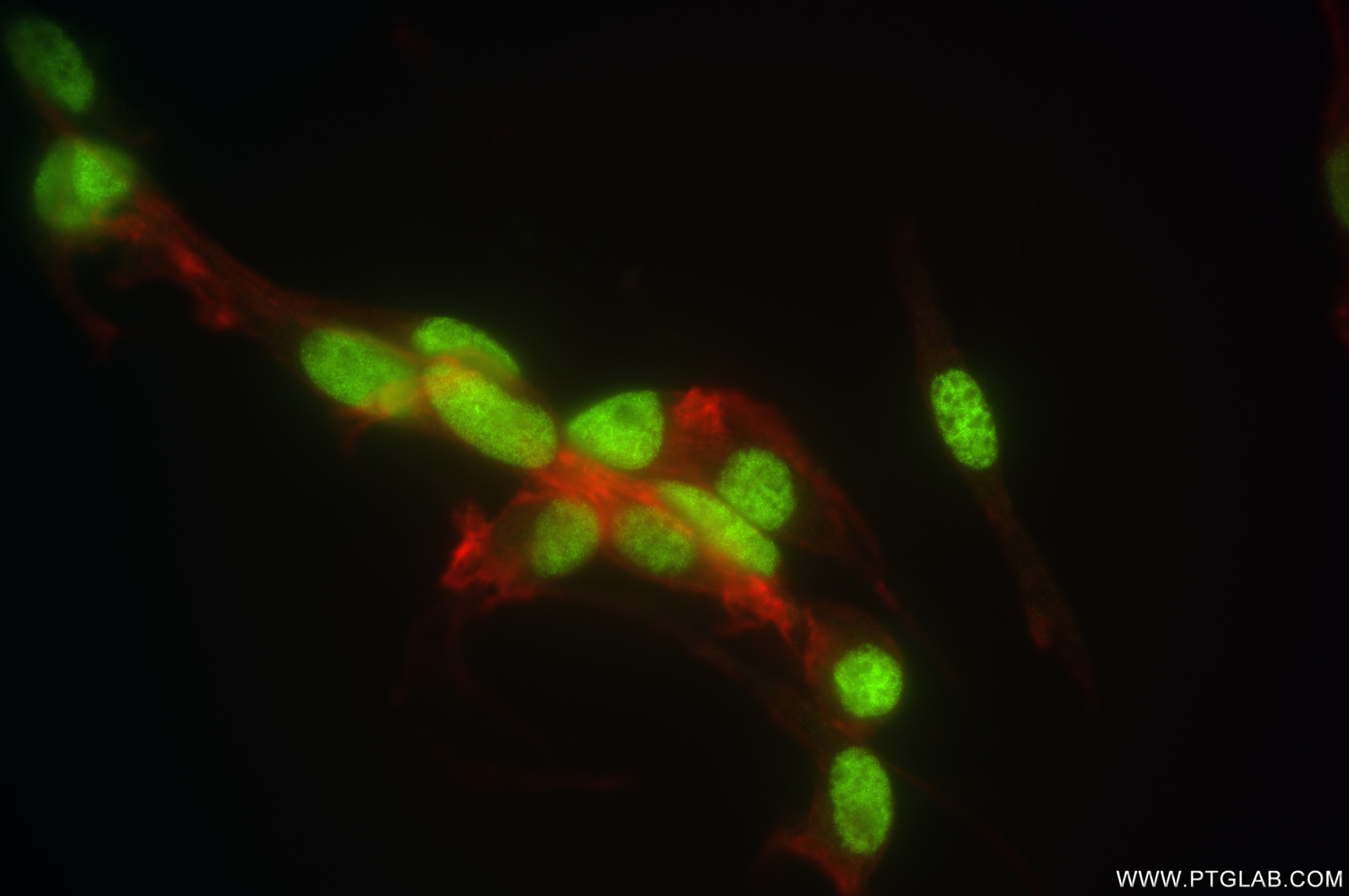 Immunofluorescence (IF) / fluorescent staining of NIH/3T3 cells using FEN1 Recombinant antibody (84916-5-RR)