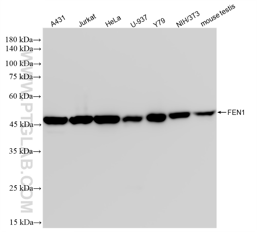 Western Blot (WB) analysis of various lysates using FEN1 Recombinant antibody (84916-5-RR)