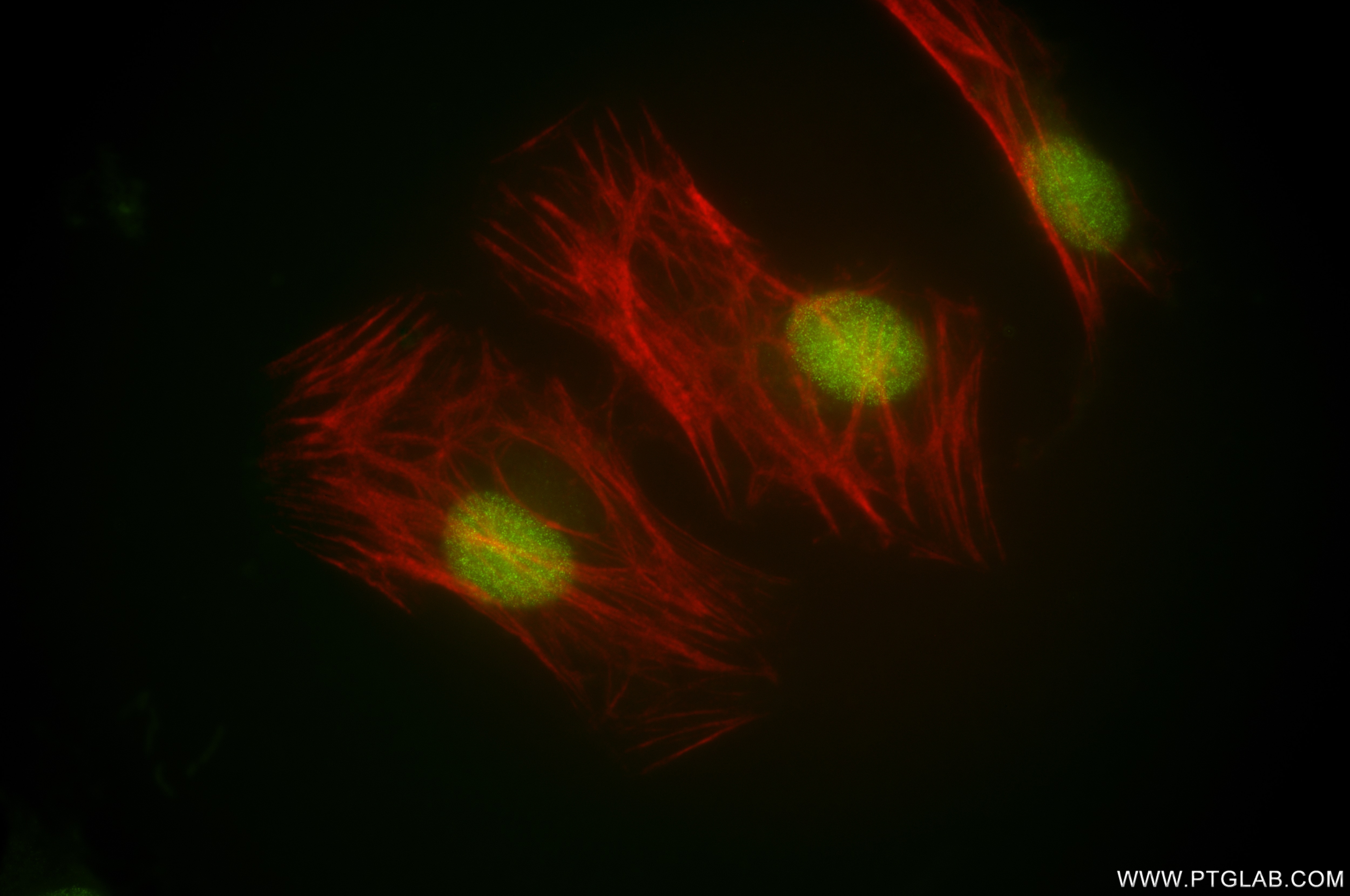 Immunofluorescence (IF) / fluorescent staining of HeLa cells using FEN1 Recombinant antibody (84916-6-RR)