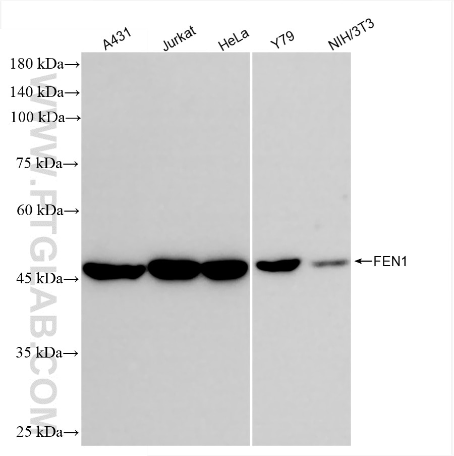Western Blot (WB) analysis of various lysates using FEN1 Recombinant antibody (84916-6-RR)