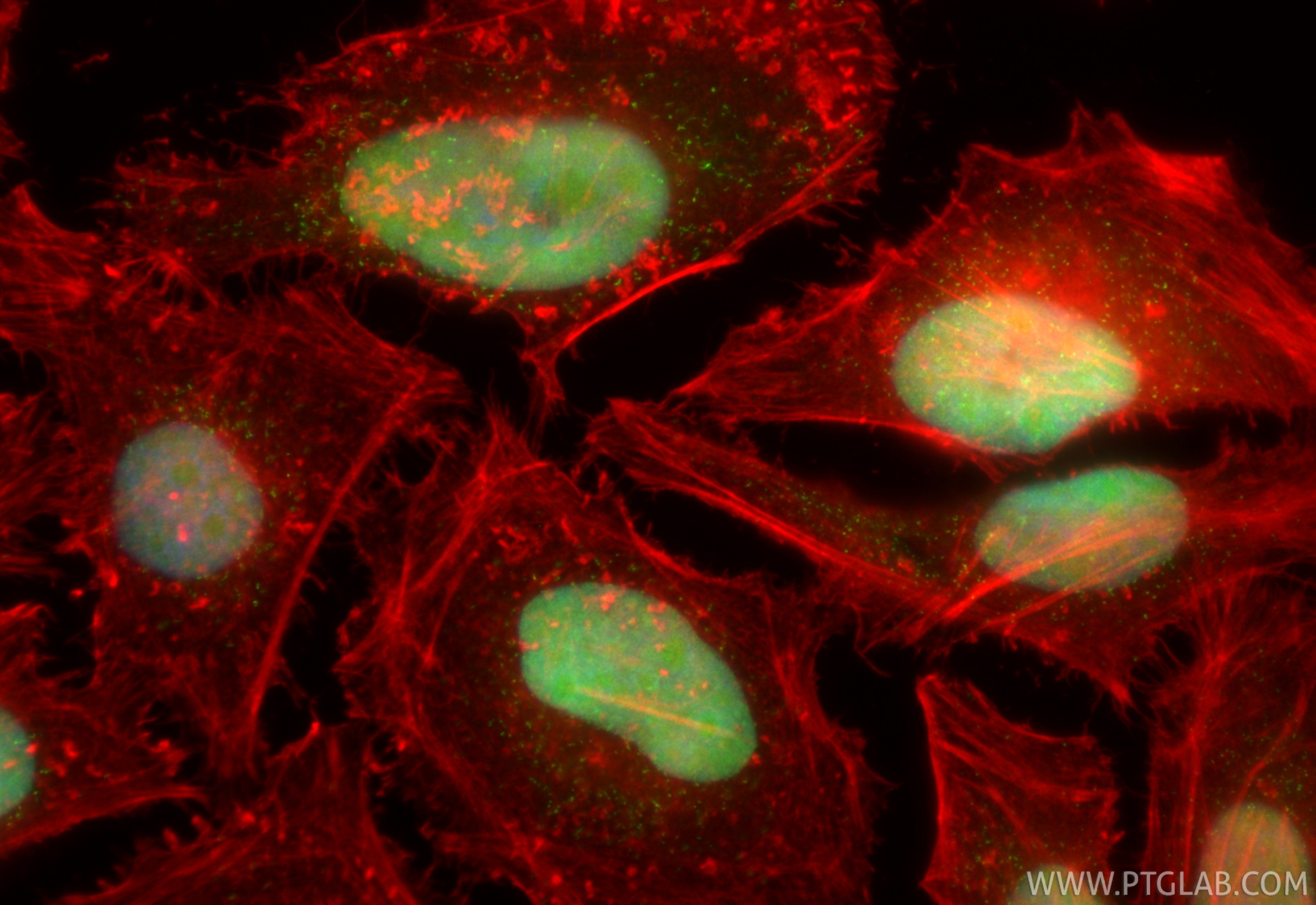 Immunofluorescence (IF) / fluorescent staining of HeLa cells using CoraLite® Plus 488-conjugated FEN1 Recombinant ant (CL488-84916-5)