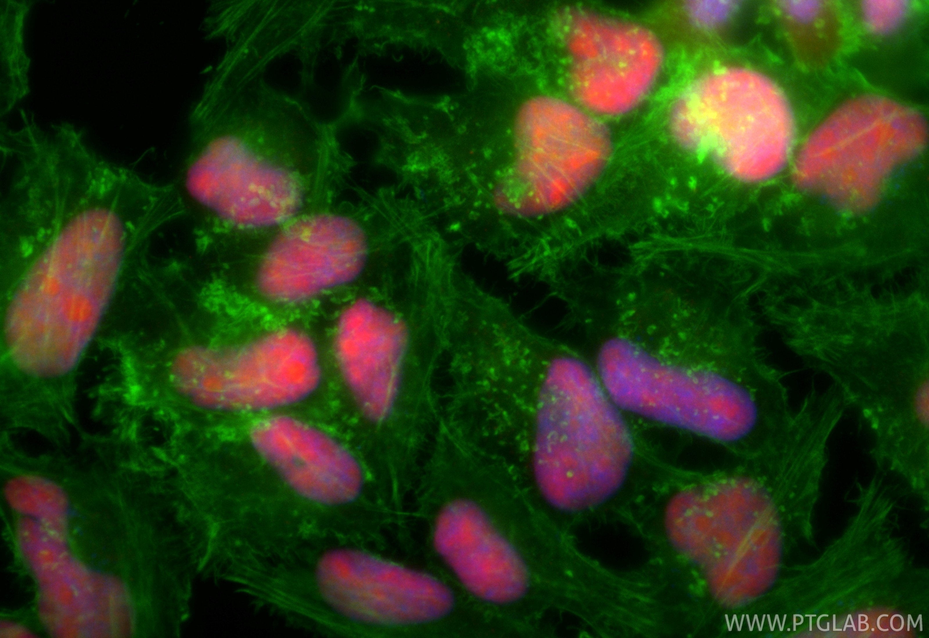 Immunofluorescence (IF) / fluorescent staining of HeLa cells using CoraLite®594-conjugated FEN1 Recombinant antibody (CL594-84916-5)