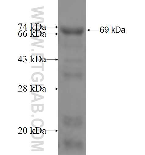 FEN1 fusion protein Ag6552 SDS-PAGE