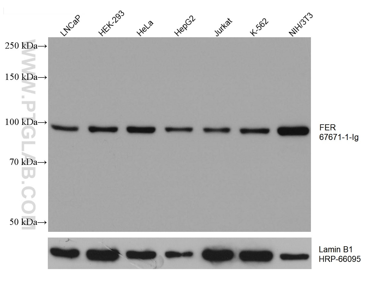 Western Blot (WB) analysis of various lysates using FER Monoclonal antibody (67671-1-Ig)