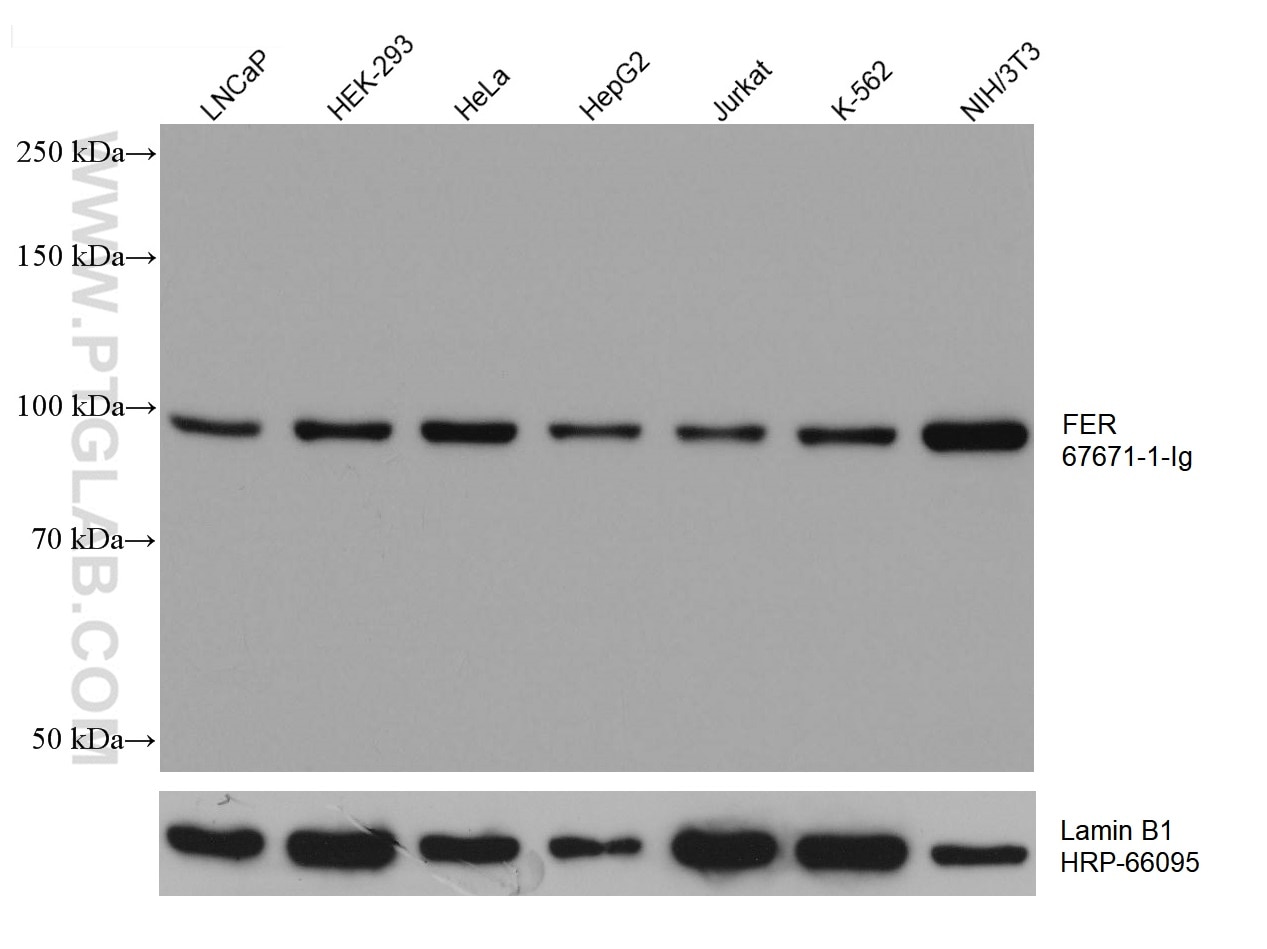 WB analysis using 67671-1-Ig