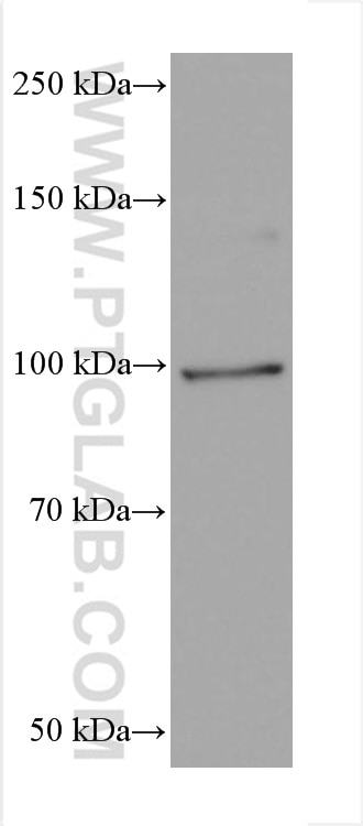 Western Blot (WB) analysis of ROS1728 cells using FER Monoclonal antibody (67671-1-Ig)