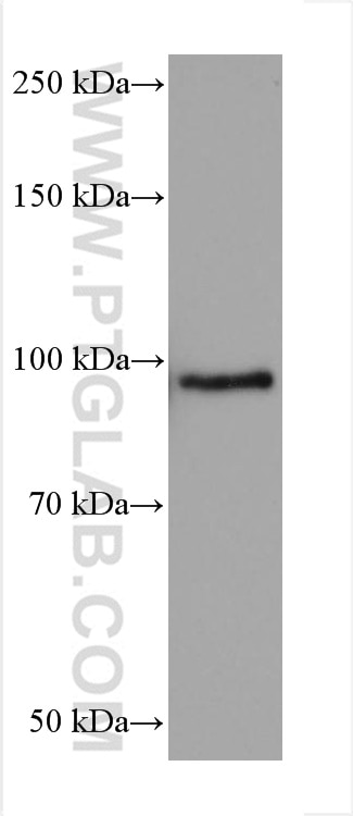 Western Blot (WB) analysis of 4T1 cells using FER Monoclonal antibody (67671-1-Ig)