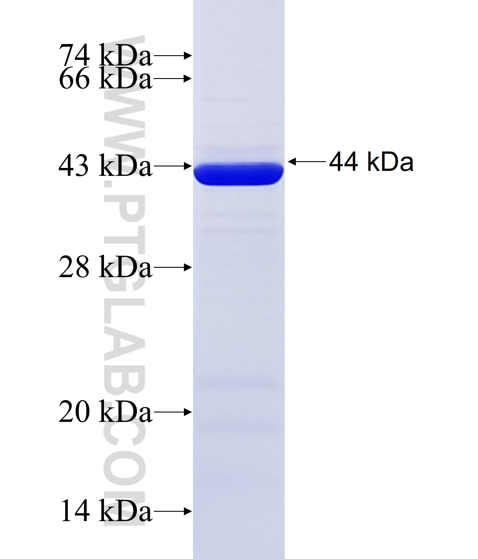 FER1L5 fusion protein Ag38099 SDS-PAGE