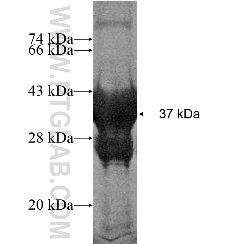 FERD3L fusion protein Ag16527 SDS-PAGE