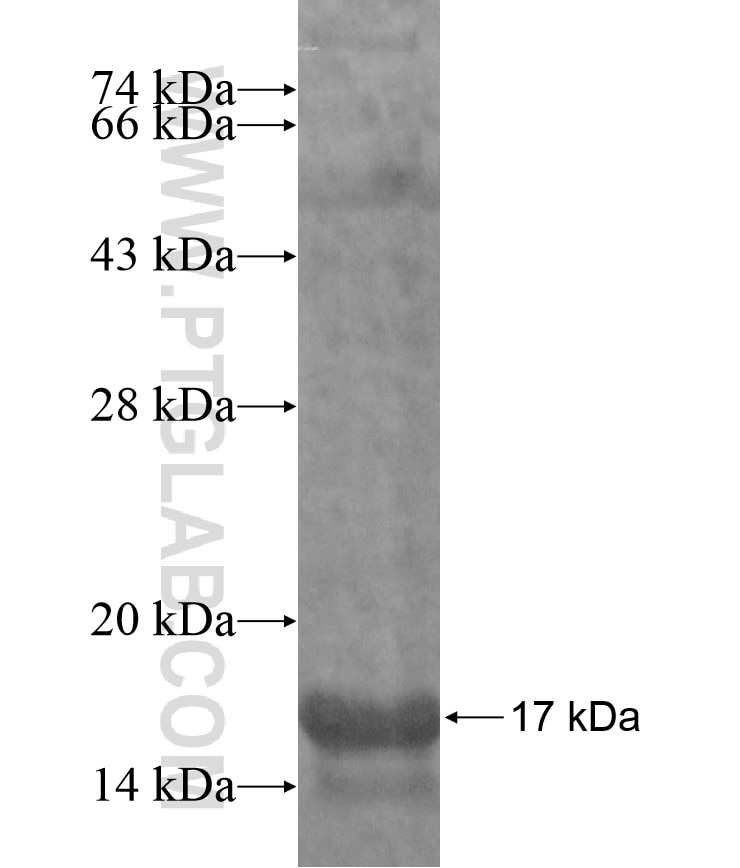 FERD3L fusion protein Ag17334 SDS-PAGE