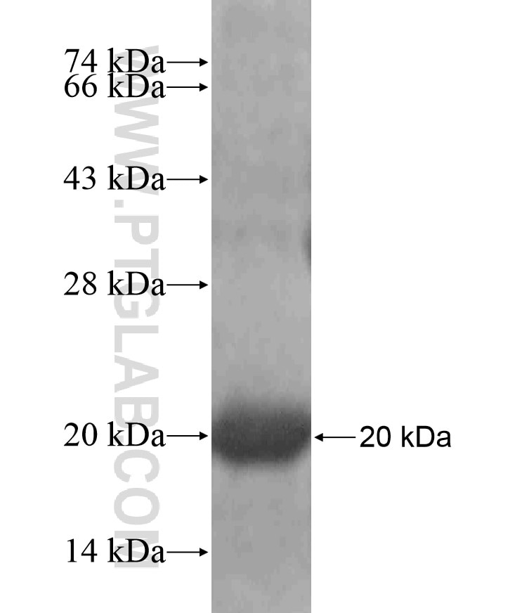 Kindlin 1 fusion protein Ag17672 SDS-PAGE