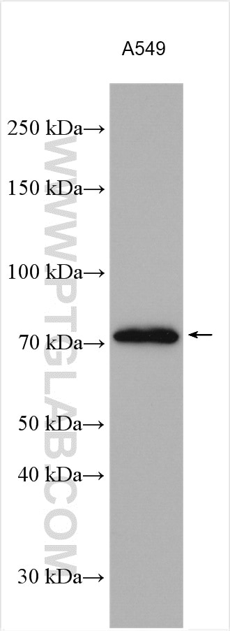 Western Blot (WB) analysis of A549 cells using Kindlin 2 Polyclonal antibody (11453-1-AP)