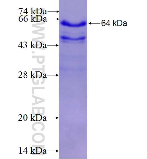 Kindlin 2 fusion protein Ag2013 SDS-PAGE