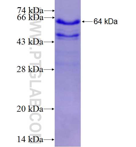 Kindlin 2 fusion protein Ag2013 SDS-PAGE