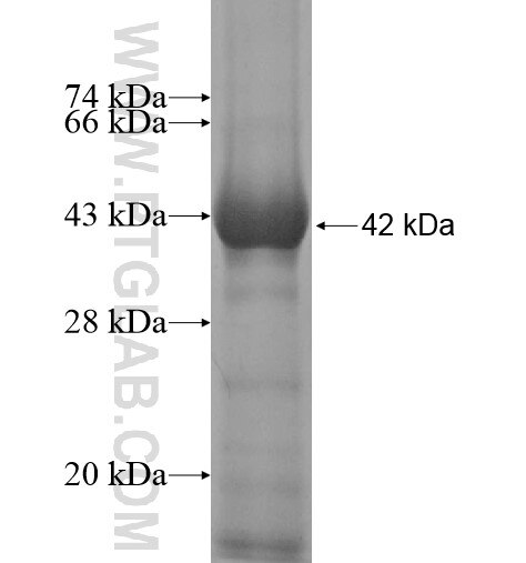 Kindlin 3 fusion protein Ag12713 SDS-PAGE