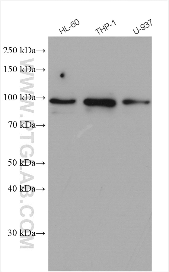 WB analysis using 28194-1-AP