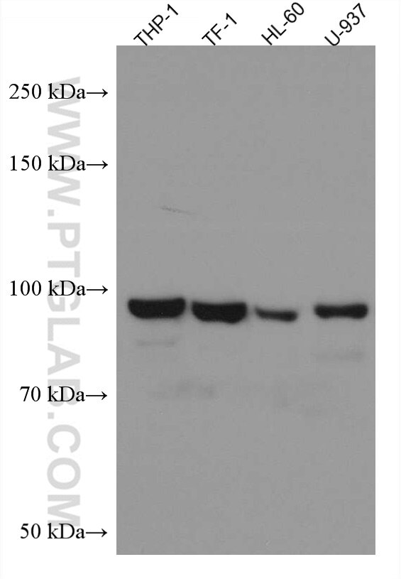 Western Blot (WB) analysis of various lysates using FES Monoclonal antibody (67524-1-Ig)