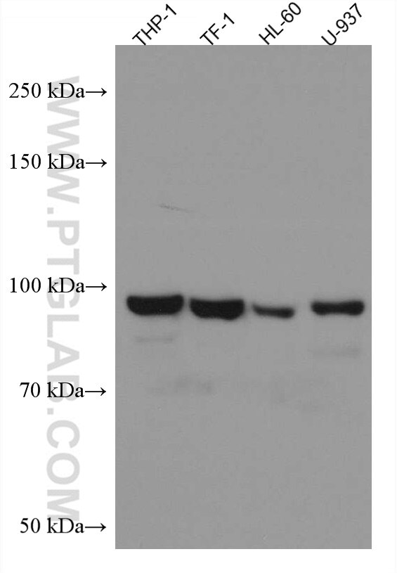 Western Blot (WB) analysis of various lysates using FES Monoclonal antibody (67524-1-Ig)