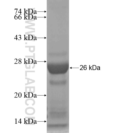 FEV fusion protein Ag20647 SDS-PAGE