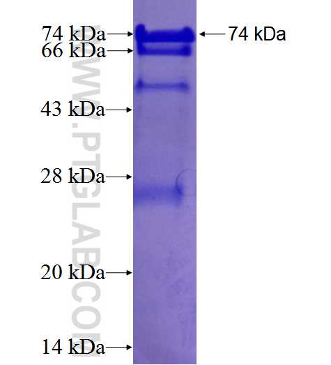 FEZ1 fusion protein Ag2744 SDS-PAGE