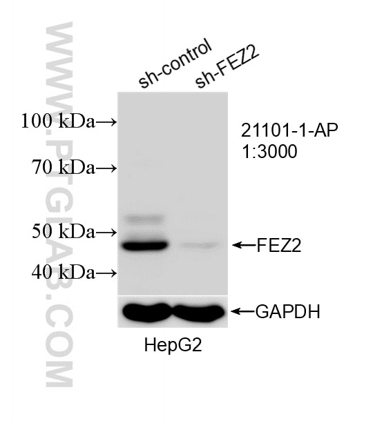 Western Blot (WB) analysis of HepG2 cells using FEZ2 Polyclonal antibody (21101-1-AP)