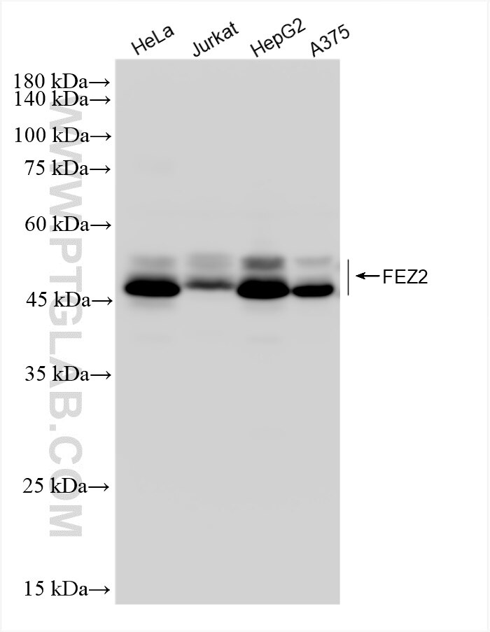 Western Blot (WB) analysis of various lysates using FEZ2 Recombinant antibody (83407-7-RR)