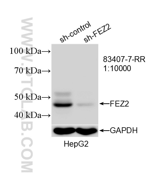 WB analysis of HepG2 using 83407-7-RR Western Blot (WB) analysis of HepG2 cells using FEZ2 Recombinant monoclonal antibody (83407-7-RR)