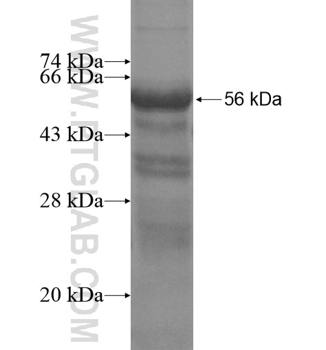 FEZ2 fusion protein Ag15370 SDS-PAGE