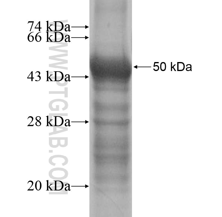 FEZF2 fusion protein Ag16232 SDS-PAGE