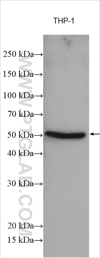 Western Blot (WB) analysis of various lysates using FFAR2 Polyclonal antibody (19952-1-AP)