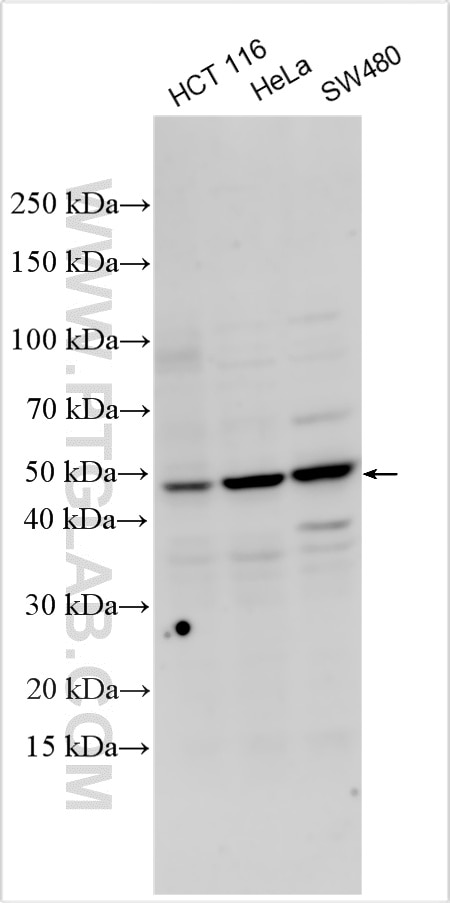Western Blot (WB) analysis of various lysates using FFAR2 Polyclonal antibody (19952-1-AP)