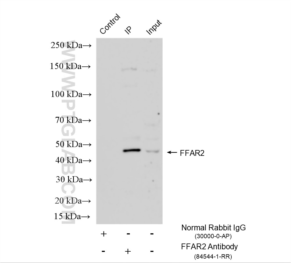 IP experiment of HCT 116 using 84544-1-RR (same clone as 84544-1-PBS) Immunoprecipitation (IP) experiment of HCT 116 cells using FFAR2 Recombinant monoclonal antibody (84544-1-RR)