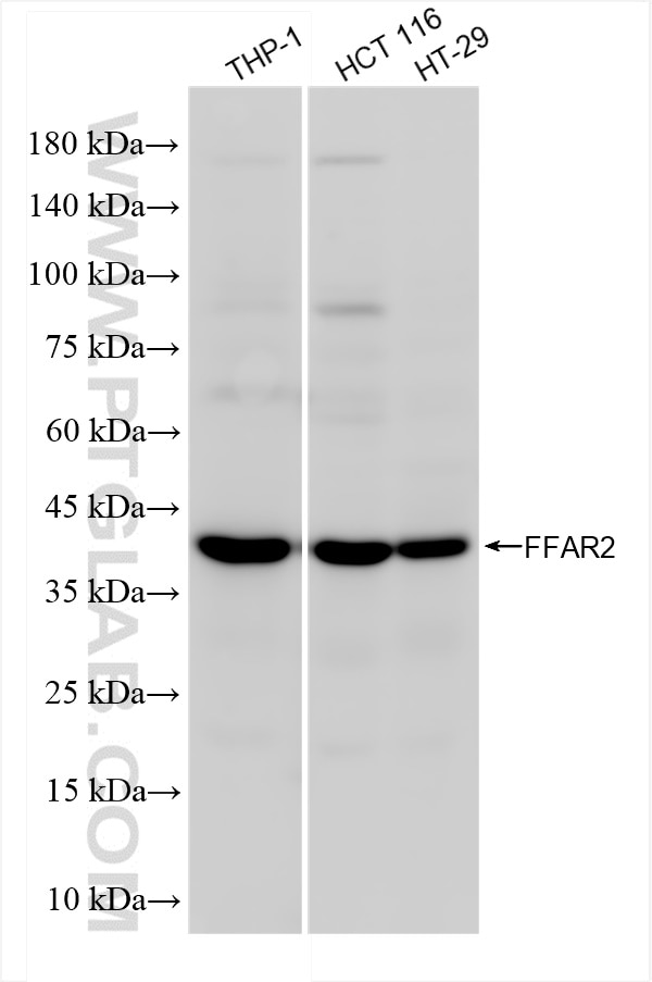 Western Blot (WB) analysis of various lysates using FFAR2 Recombinant antibody (84544-1-RR)