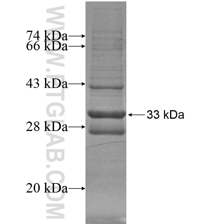 FFAR2 fusion protein Ag16367 SDS-PAGE