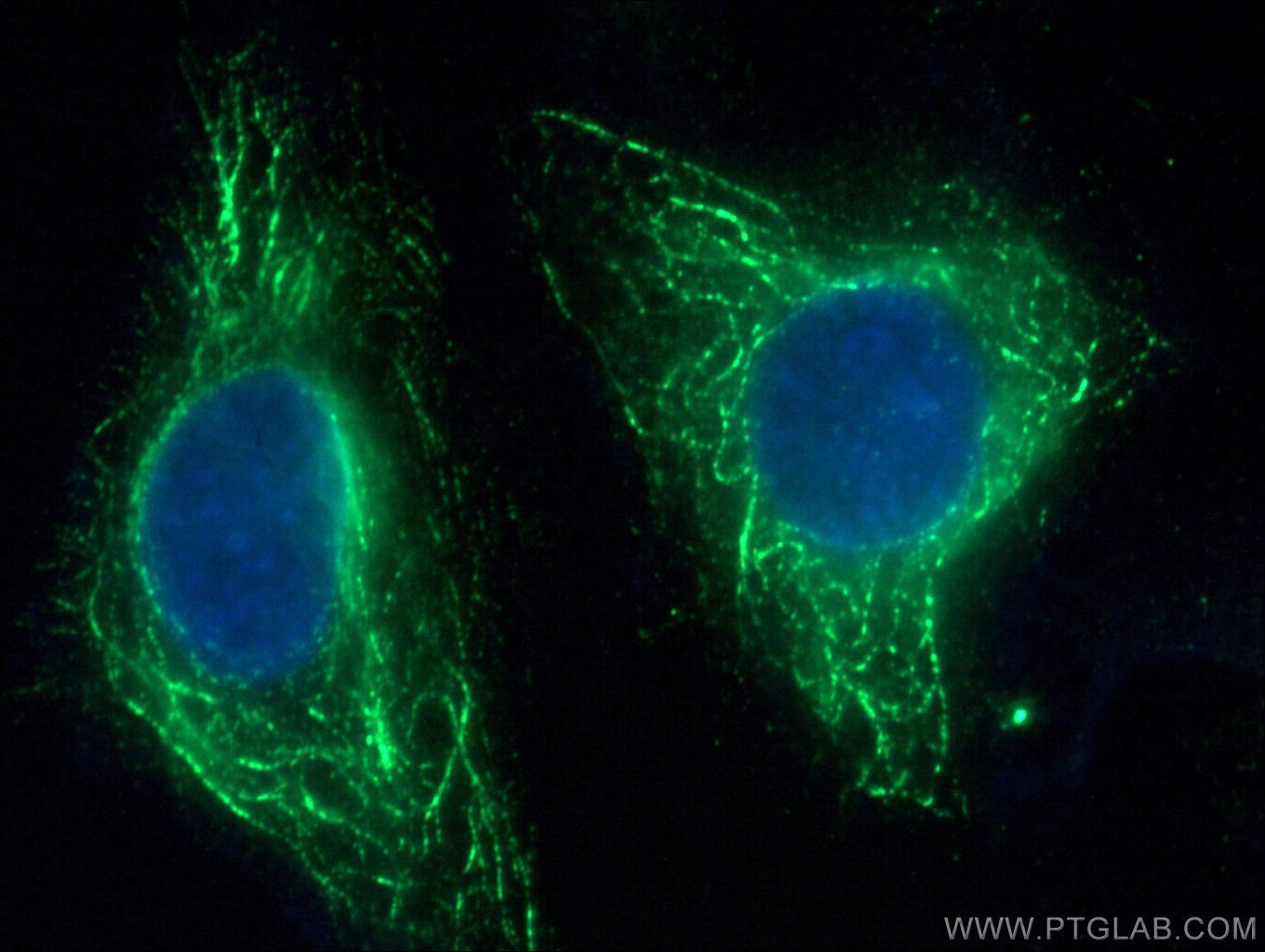 Immunofluorescence (IF) / fluorescent staining of A549 cells using FFAR3 Monoclonal antibody (66811-1-Ig)