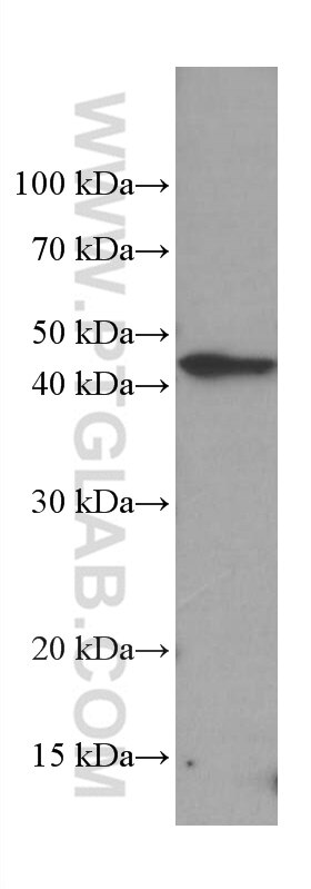 Western Blot (WB) analysis of HepG2 cells using FFAR3 Monoclonal antibody (66811-1-Ig)